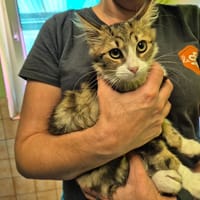MIRA, chatte à adopter
