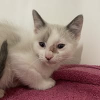 CLOVER, chatte à adopter