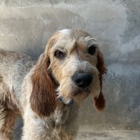 REGLISSE, chien à adopter