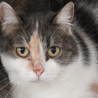 GAIA HAB17794, chatte à adopter