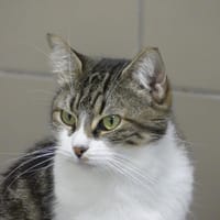 LILIPETTE, chatte à adopter