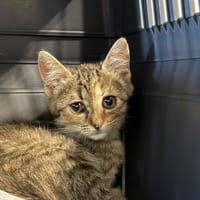 BLADE  Réservée, chatte à adopter