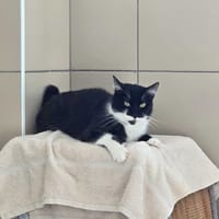 SMOKY, chat à adopter