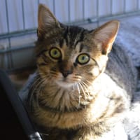 Billy CAB6369, chat à adopter