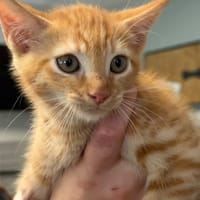 BISCUIT, chat à adopter