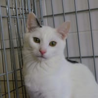 Auguste CAB6364, chat à adopter