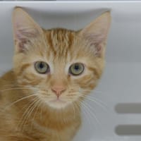 Chuck réservé, chat à adopter