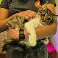 VIOLETTE, chatte à adopter
