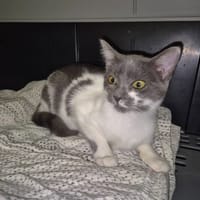 ROXY, chatte à adopter