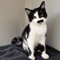 KENNY, chat à adopter
