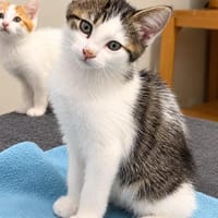 Boule, chat à adopter