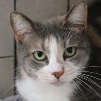 NYX HAB17793, chatte à adopter
