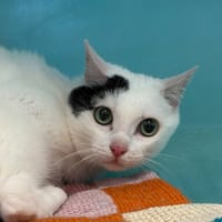 BRONX, chat à adopter
