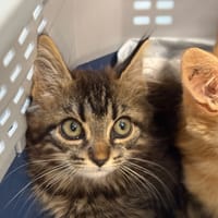 BASTA (réservée), chatte à adopter