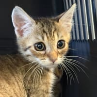 BISCORN Réservé, chat à adopter