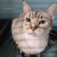 Minette, chatte à adopter