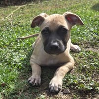 ZIPPY, chien à adopter