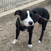 RUBY, chienne à adopter