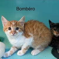 Bombero, chat à adopter