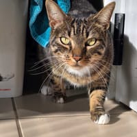 FLOKY, chat à adopter
