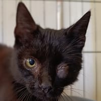 BRIAG, chat à adopter