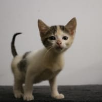 JADE HAB17717, chatte à adopter