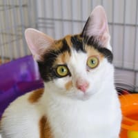 Kya CAB6361, chatte à adopter