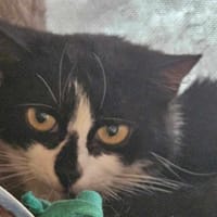 QUEENS, chatte à adopter