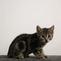 NIMRA HAB17696, chatte à adopter