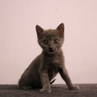 GOLLUM HAB17698, chatte à adopter