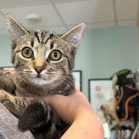 GRISOU, chat à adopter