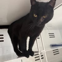 ZIG, chat à adopter