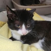 GOOFY, chat à adopter