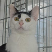 Popcorn CAB6363, chat à adopter