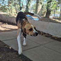 Ugo, chien à adopter