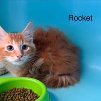 Rocket, chatte à adopter
