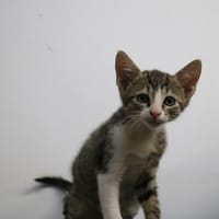 ZEPHIR HAB17715, chat à adopter