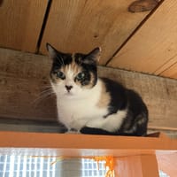 JULIETTE, chatte à adopter