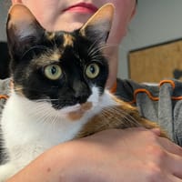 MIRZA, chatte à adopter