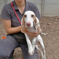 Omar, chien à adopter