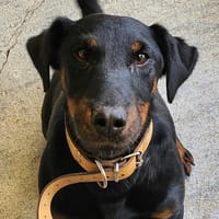 PATCHEF, chien à adopter