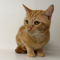 OUILLE, chat à adopter