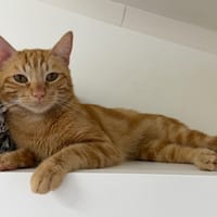 OUILLE, chat à adopter