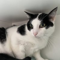 MIKADO, chat à adopter