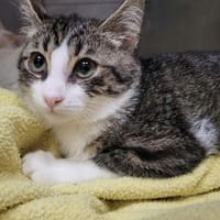 DAFY, chat à adopter