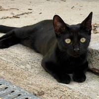 BODKA, chatte à adopter