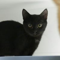 Morgane, chatte à adopter