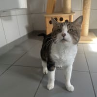 FELIX, chat à adopter