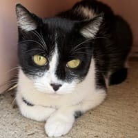 POUPOUILLE, chatte à adopter