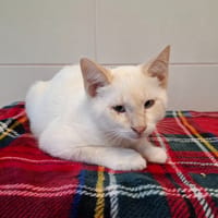 MILO, chat à adopter
